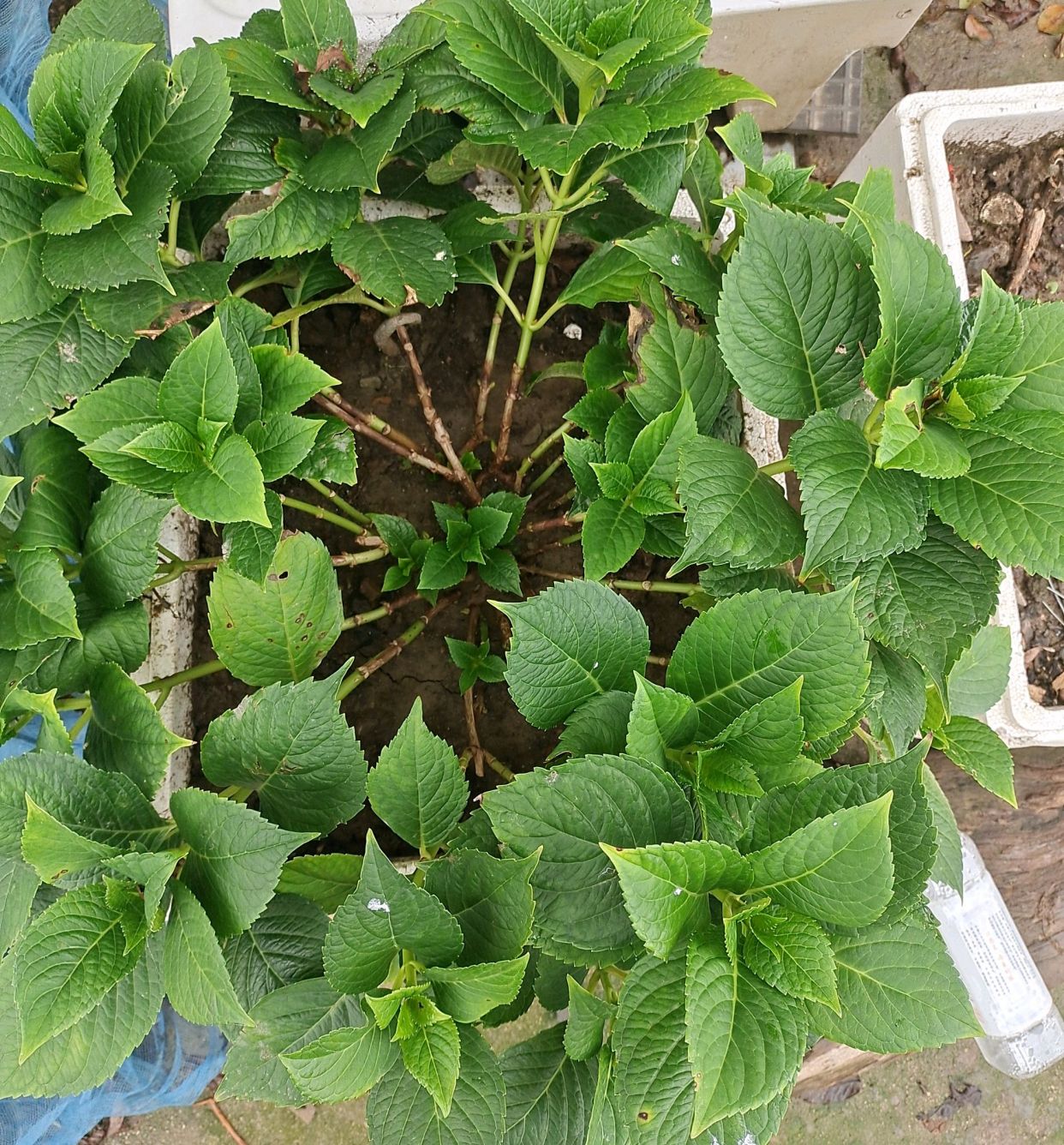 春天买的绣球花盆栽一直不开花 现在还能修剪吗 资讯咖