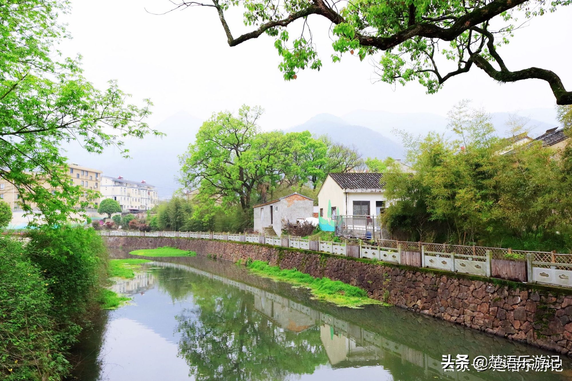 寧波東金峨村 同樣可以登山看杜鵑花 村頭有千年古剎 風景秀麗 楚語樂遊記 Mdeditor