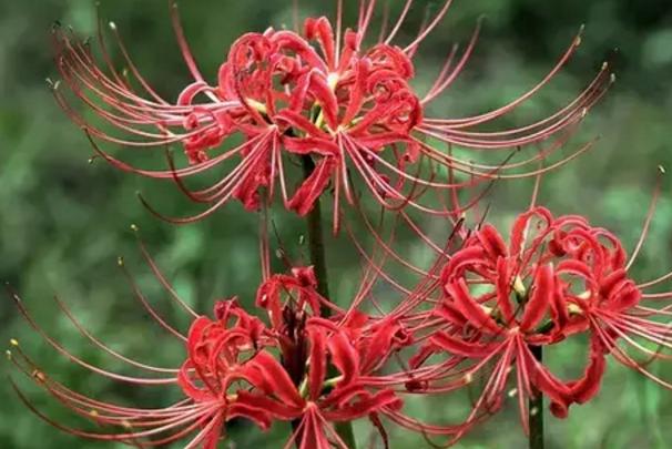 “Ĵ”֮⣬㻹֪ĸ