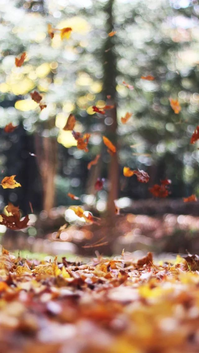 秋风起，在秋天里，赴一场诗意之约