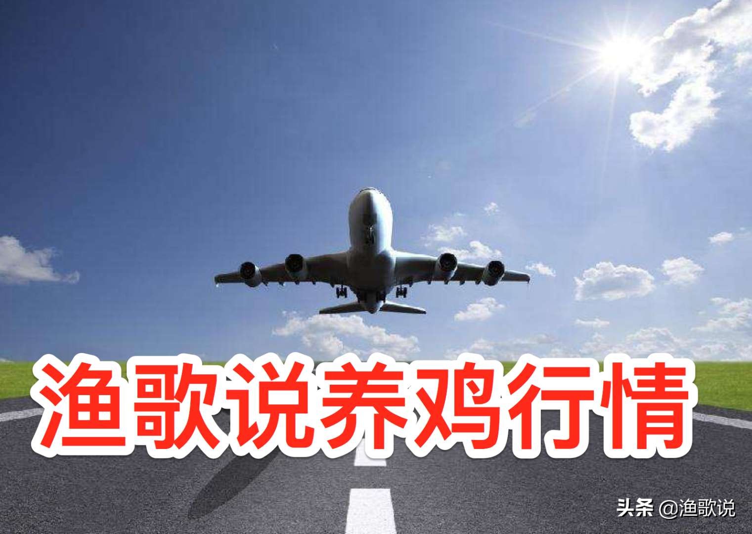 大肉鸡落817涨鸡蛋涨鸭鹅走俏毛猪下跌南方多地