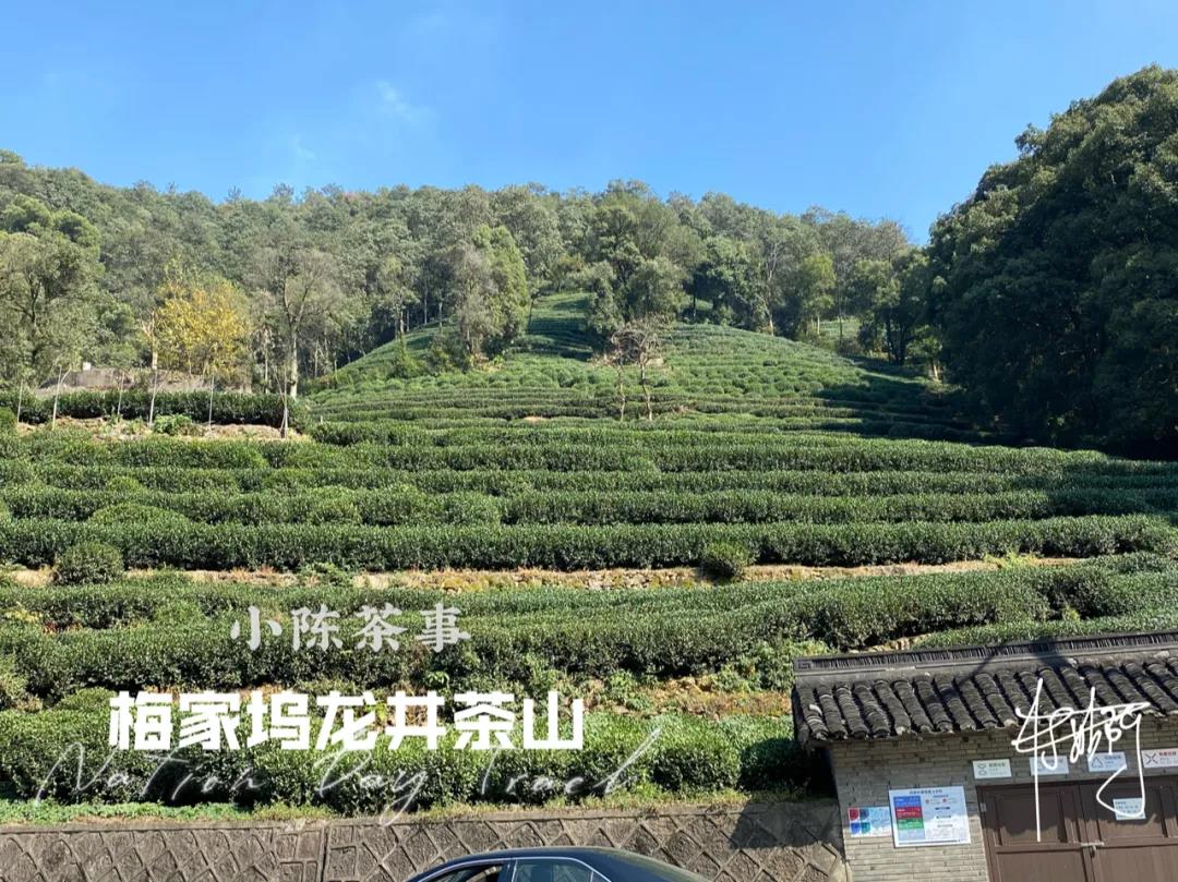 过期的茶叶能喝吗？绿茶、白茶、红茶，过期5年了怎么办？