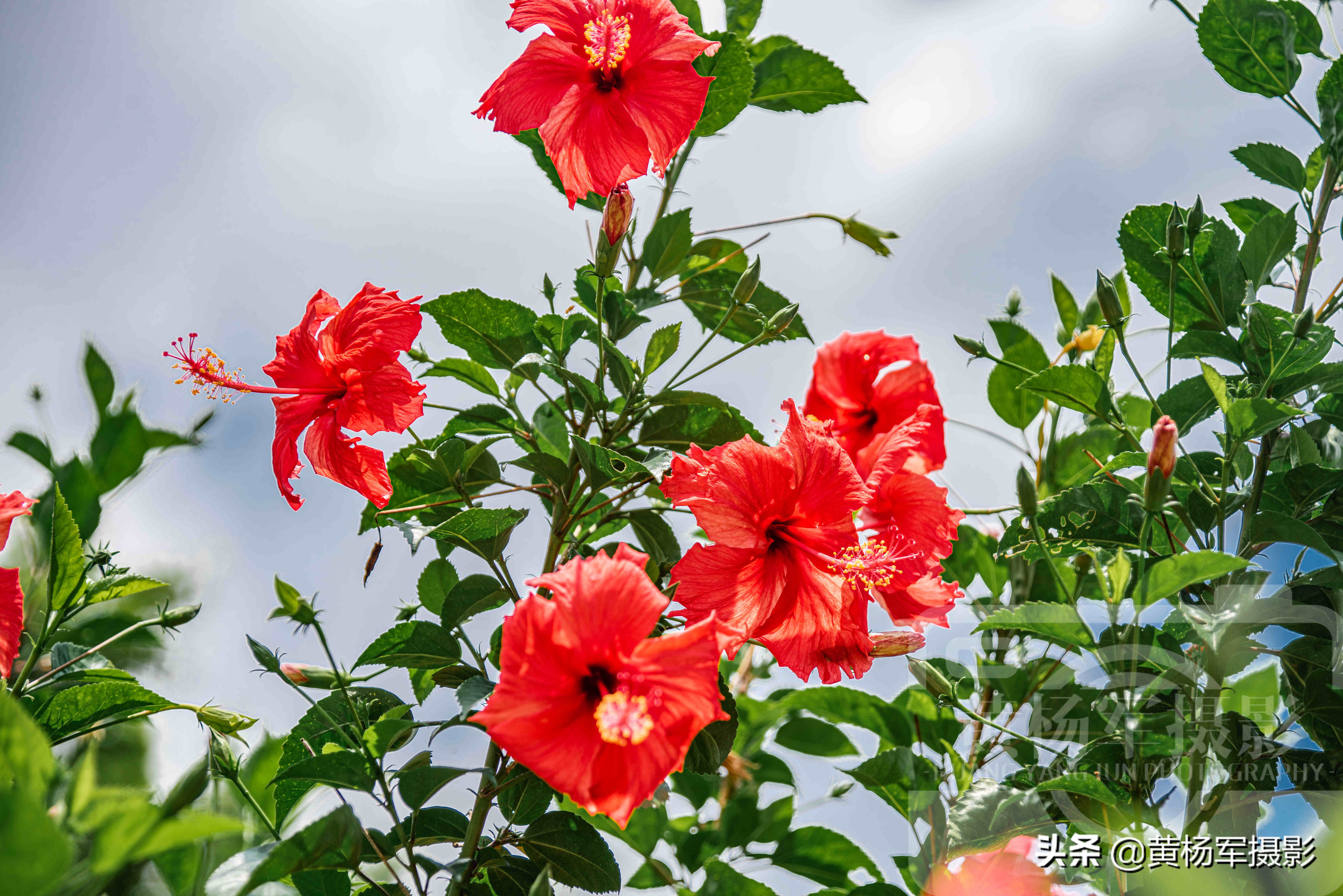 陽光下紅艷盛開的扶桑花 絢爛嬌媚的花朵特迷人 百態多姿非常美 資訊咖