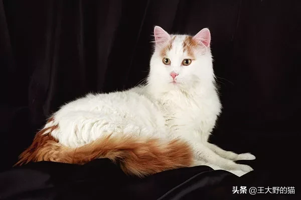 想養大體型的貓咪，這8個品種的貓不能錯過，快看看你知道幾個？
