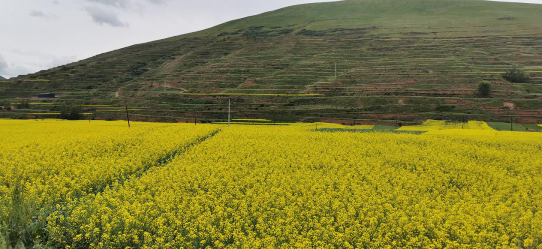 仲夏，千年古镇和油菜花海撞了个满怀