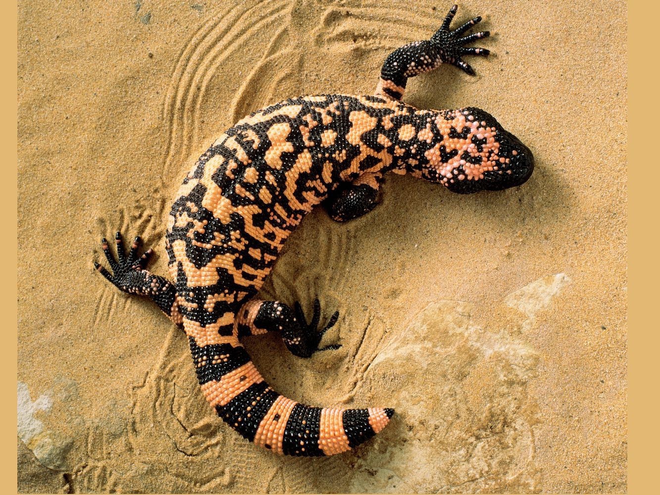 爬行动物都有哪些爬行动物都有哪些特征有哪些低中等