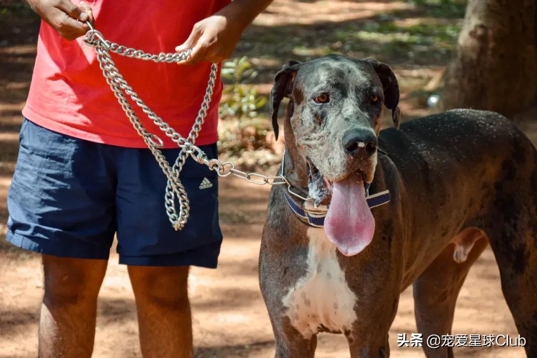 大丹犬 一辆车都装不下的狗 资讯咖