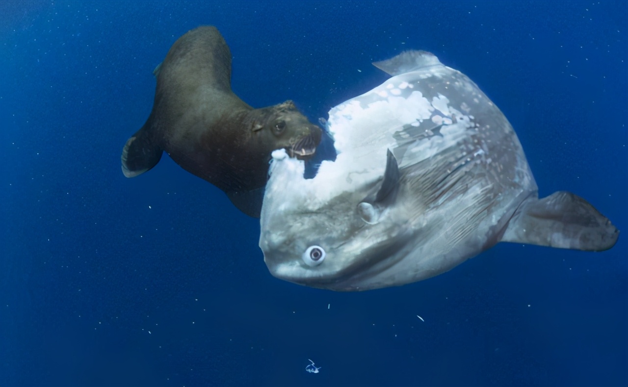 Sunfish lay 300 million eggs each time, why are they vulnerable?Because