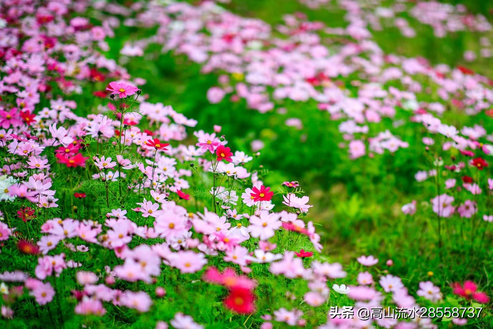 格桑花寓意是什么（生命力顽强的一种花有这么美好的含义）