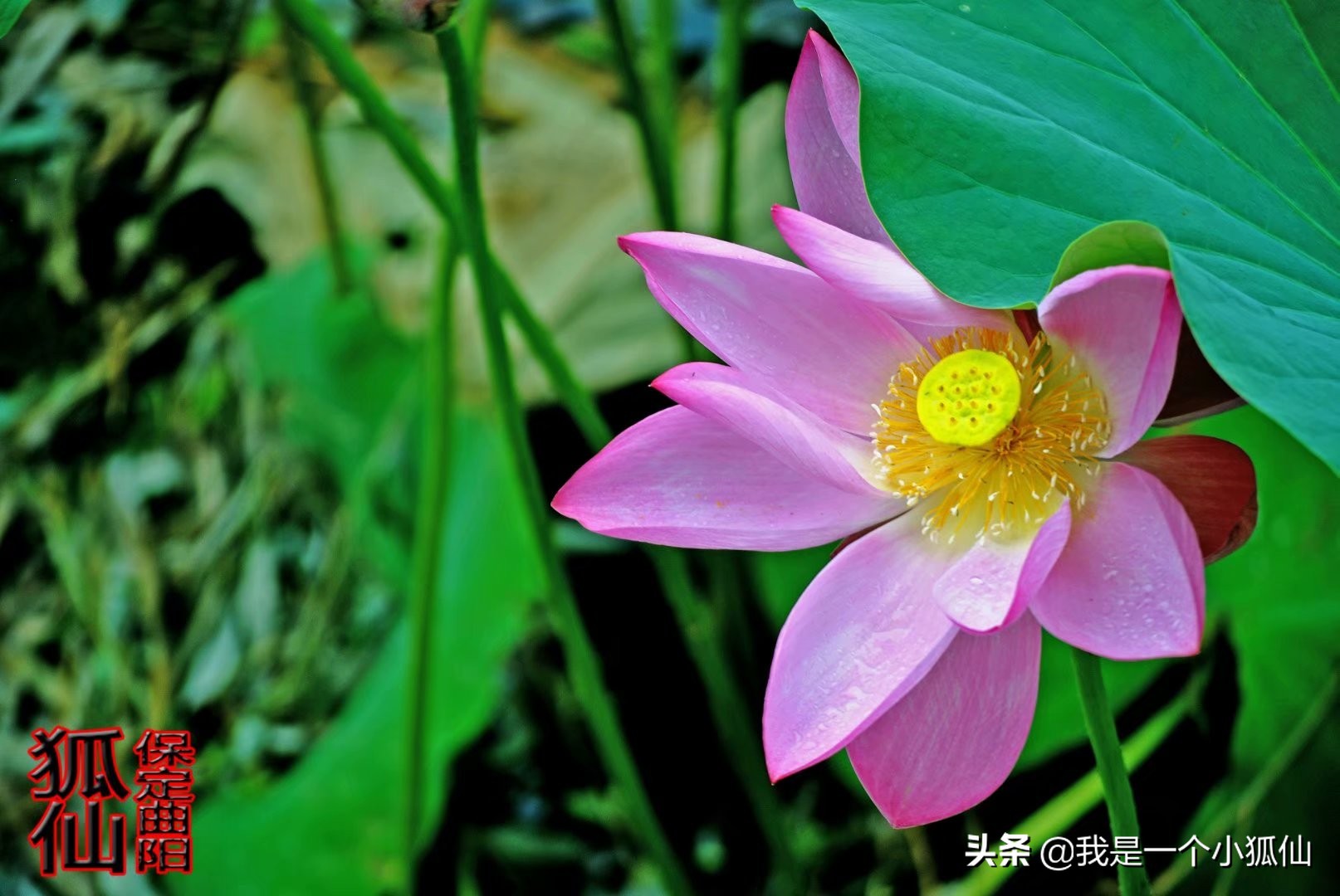 非洲安哥拉黑人帮我弄汉字标语我在非洲安哥拉的日子118 资讯咖