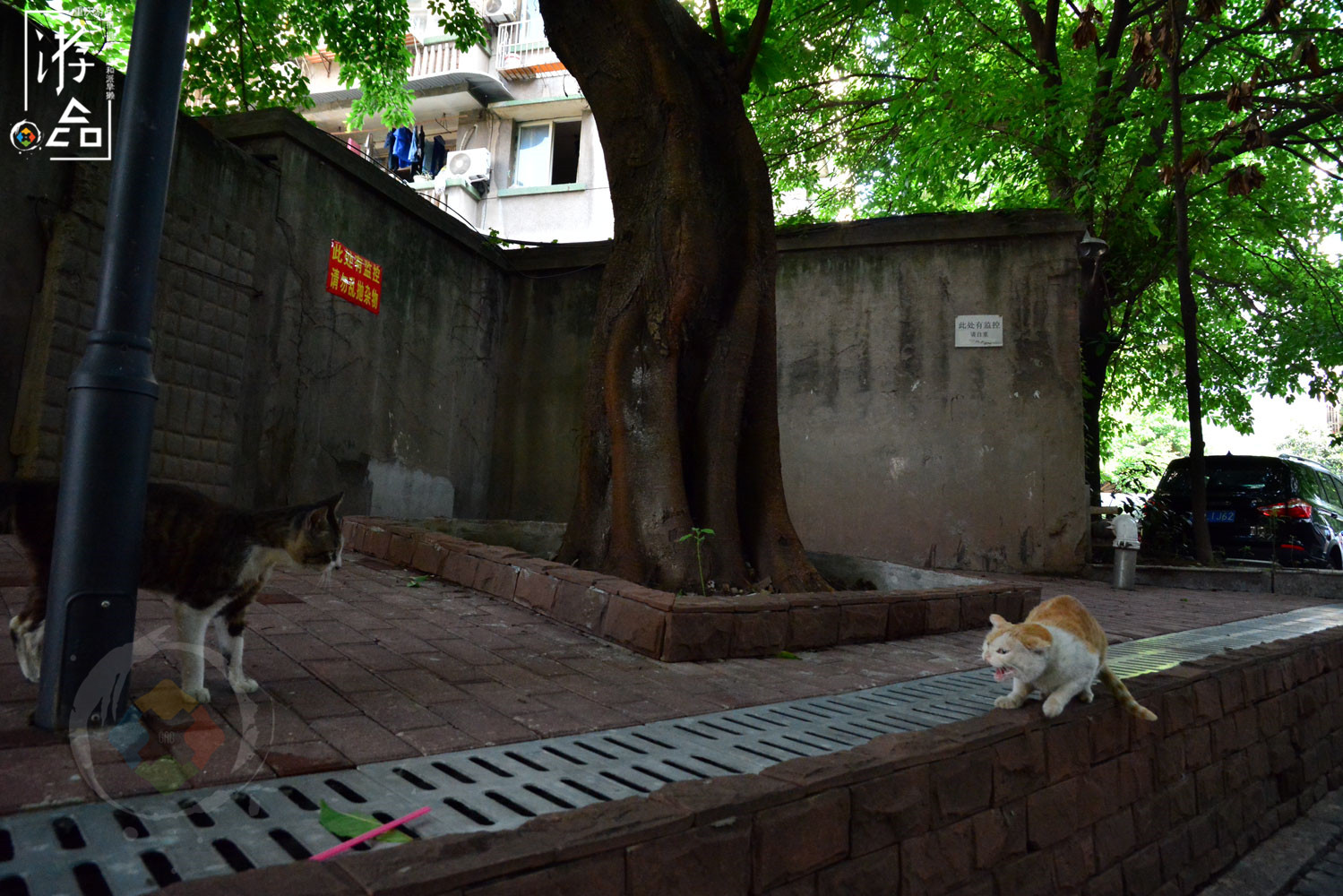 在重庆大溪沟探险：误入电力公司老社区，意外发现江边的聚金花市