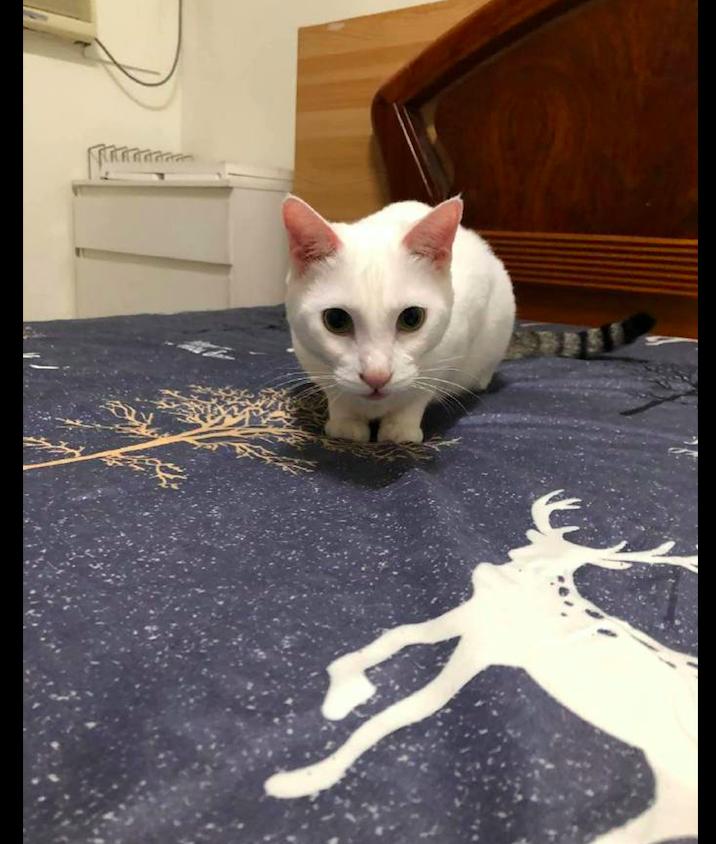 从正面看是一只白色的猫 但是尾巴却是狸花色的 是拼接猫吗 资讯咖