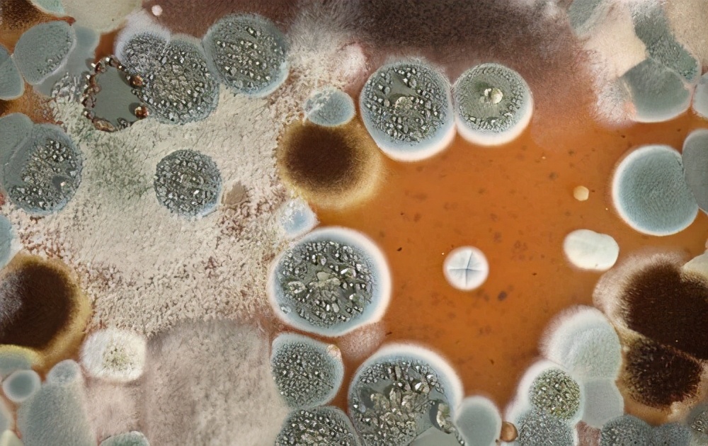 癌症難道都是�省�出來的？ 醫生多次提醒：浪費這些食物反而有益