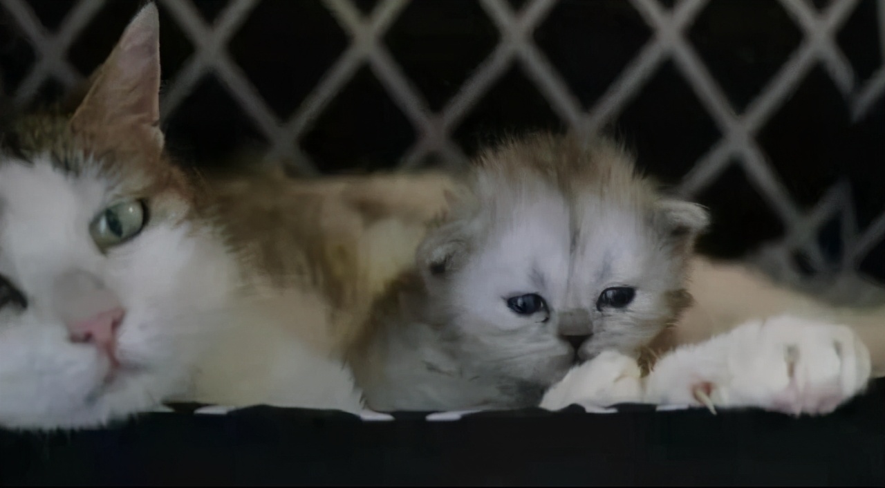 中國首隻“克隆貓”誕生