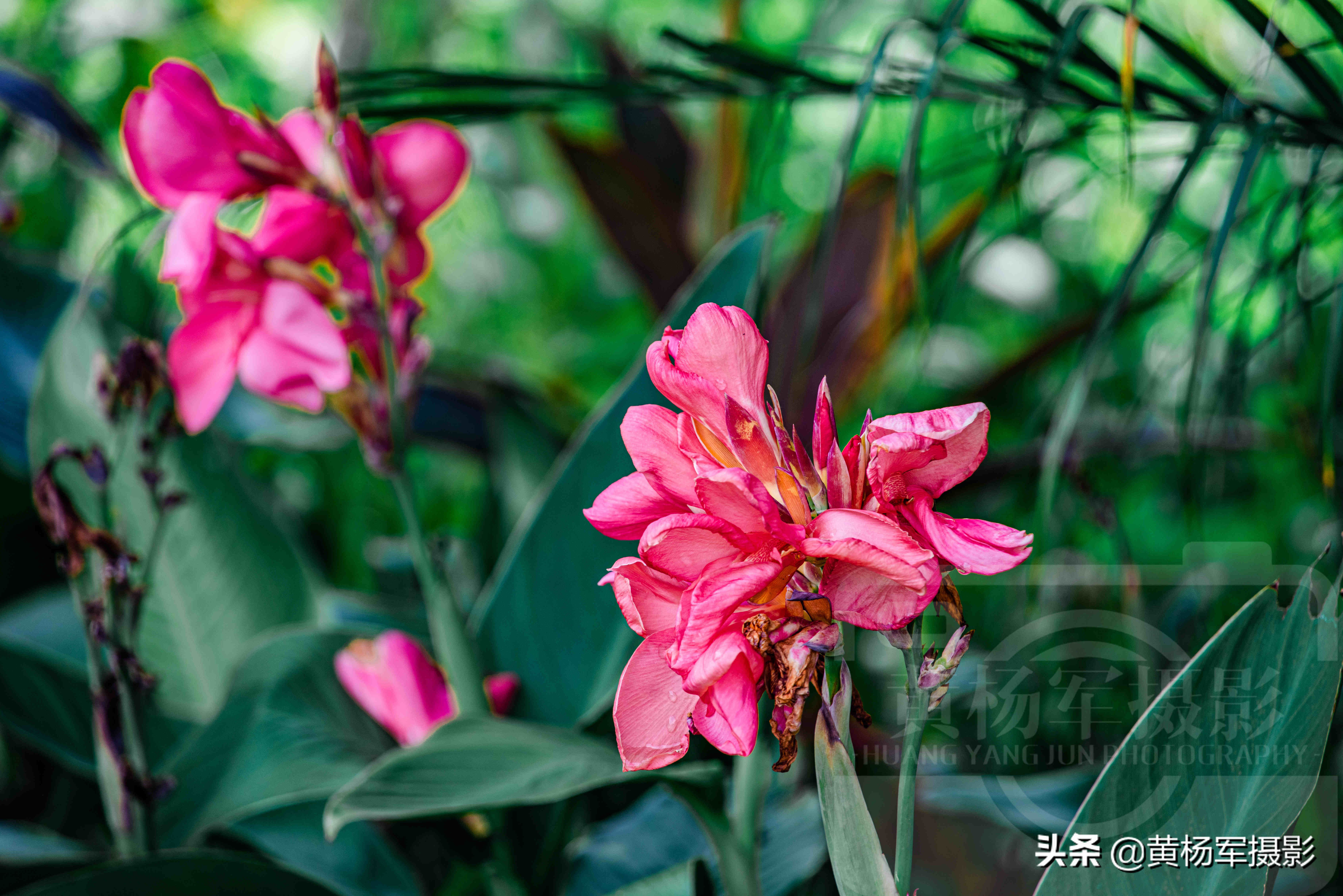 七月紅豔怒放的美人蕉 花紅葉綠的宿根植物非常熟悉 花開絢爛 黃楊軍攝影 Mdeditor