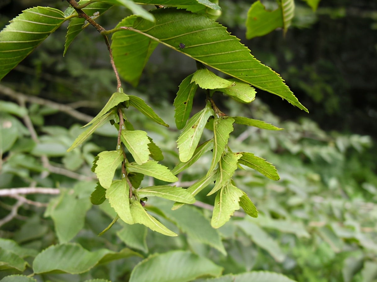 世界野生动植物日，来看看地球上仅剩一只（株）的动植物