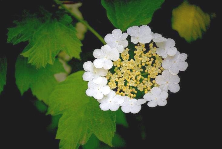 “煙花三月下揚州”中的“煙花”，原來和“玉樹后庭花”是一種花