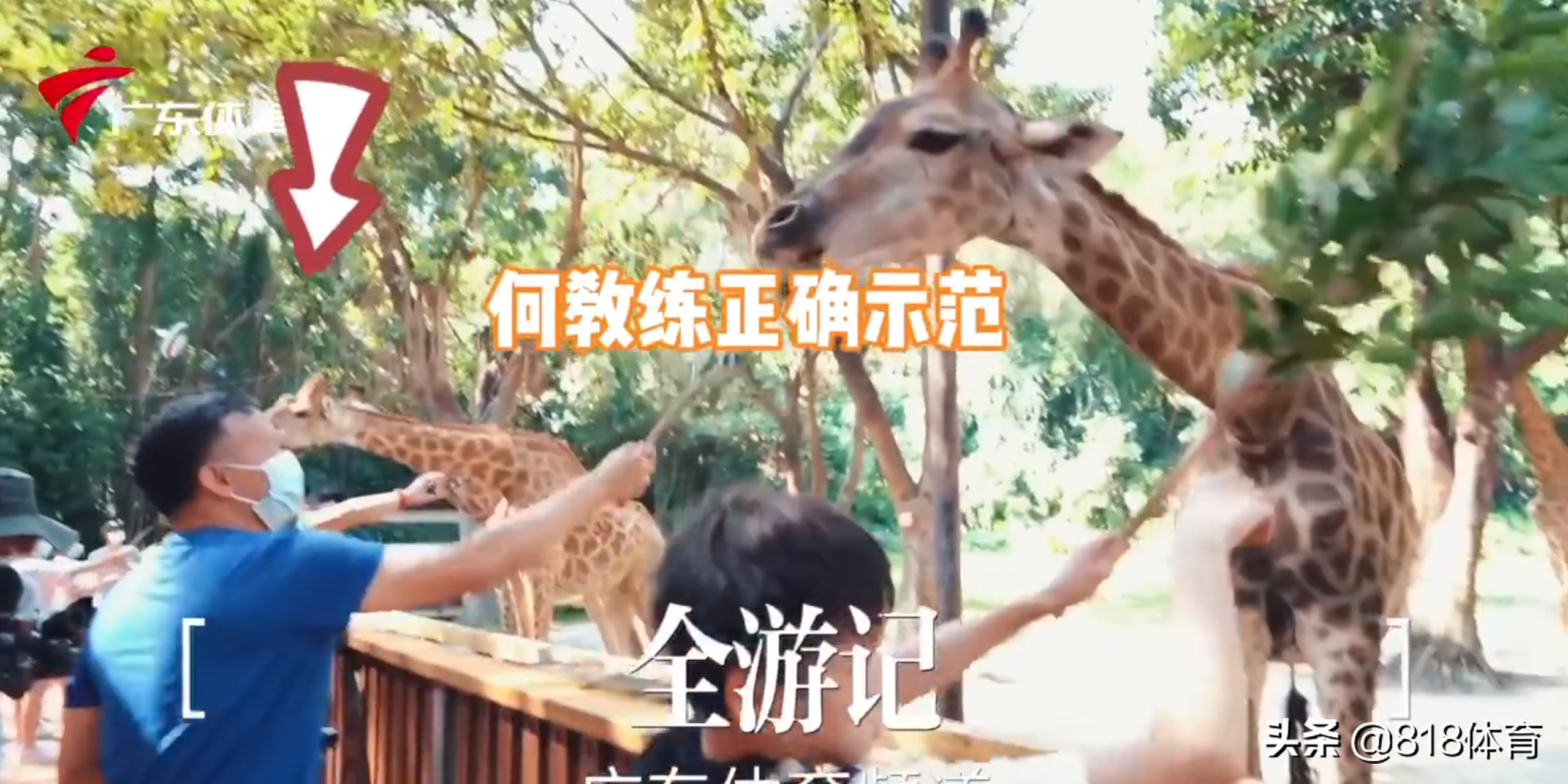 神仙师徒!全红婵动物园喂长颈鹿树叶不得要领,何教练亲自示范教她