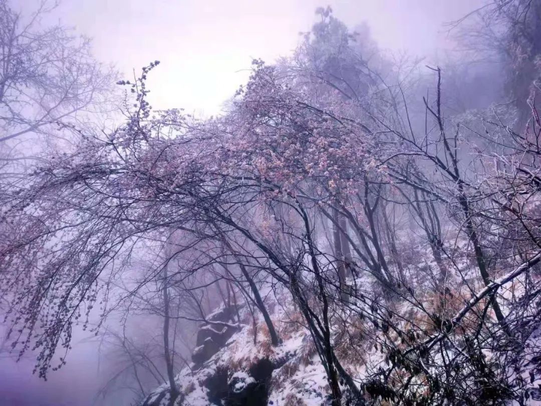 雞公山｜恰逢牛年初雪，櫻雪冰花奇觀助陣雞公山浪漫櫻花旅游節(jié)