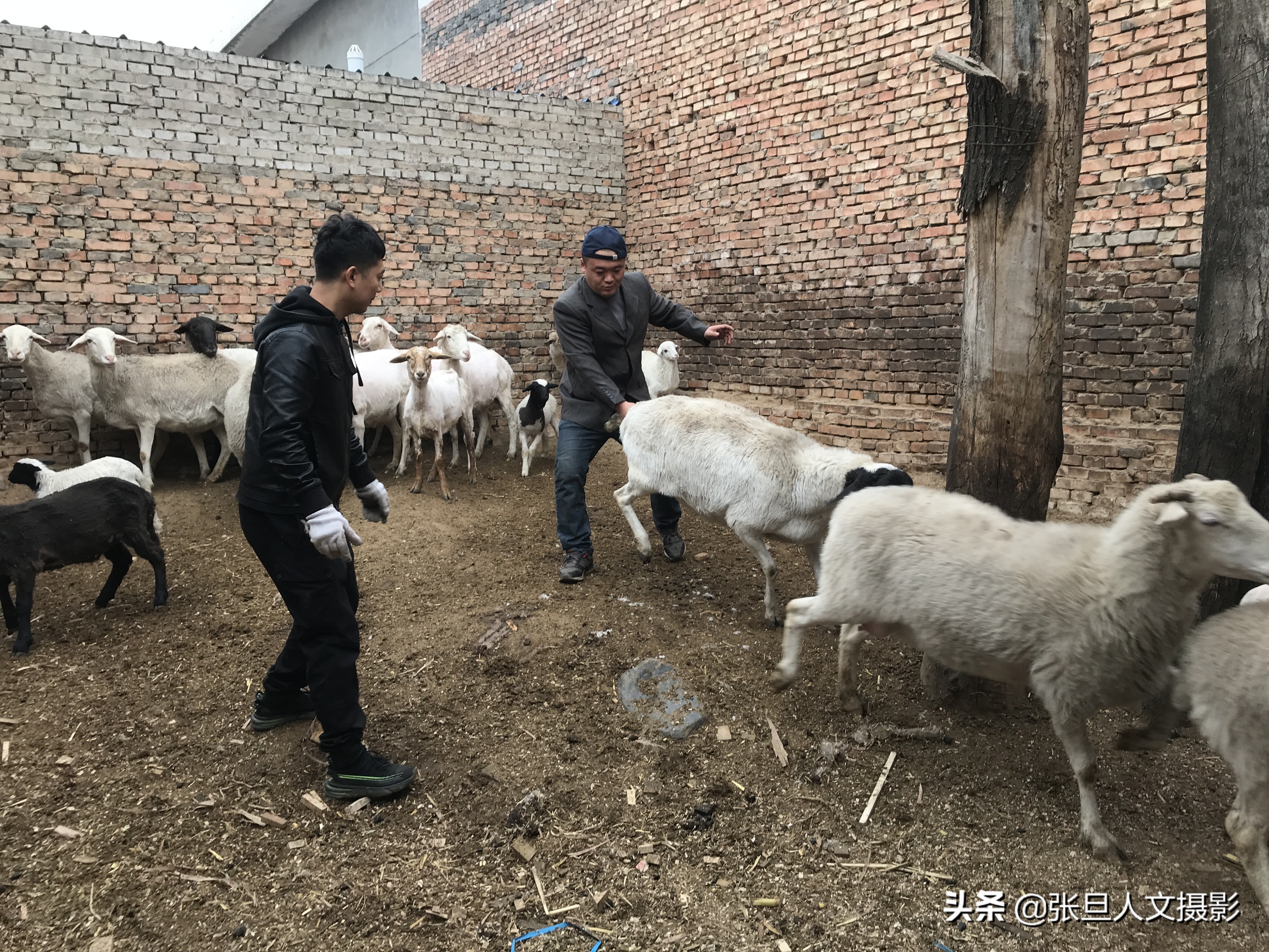 去年养羊赚了近十万元，今年听人指点又找到了一条赚钱的门路