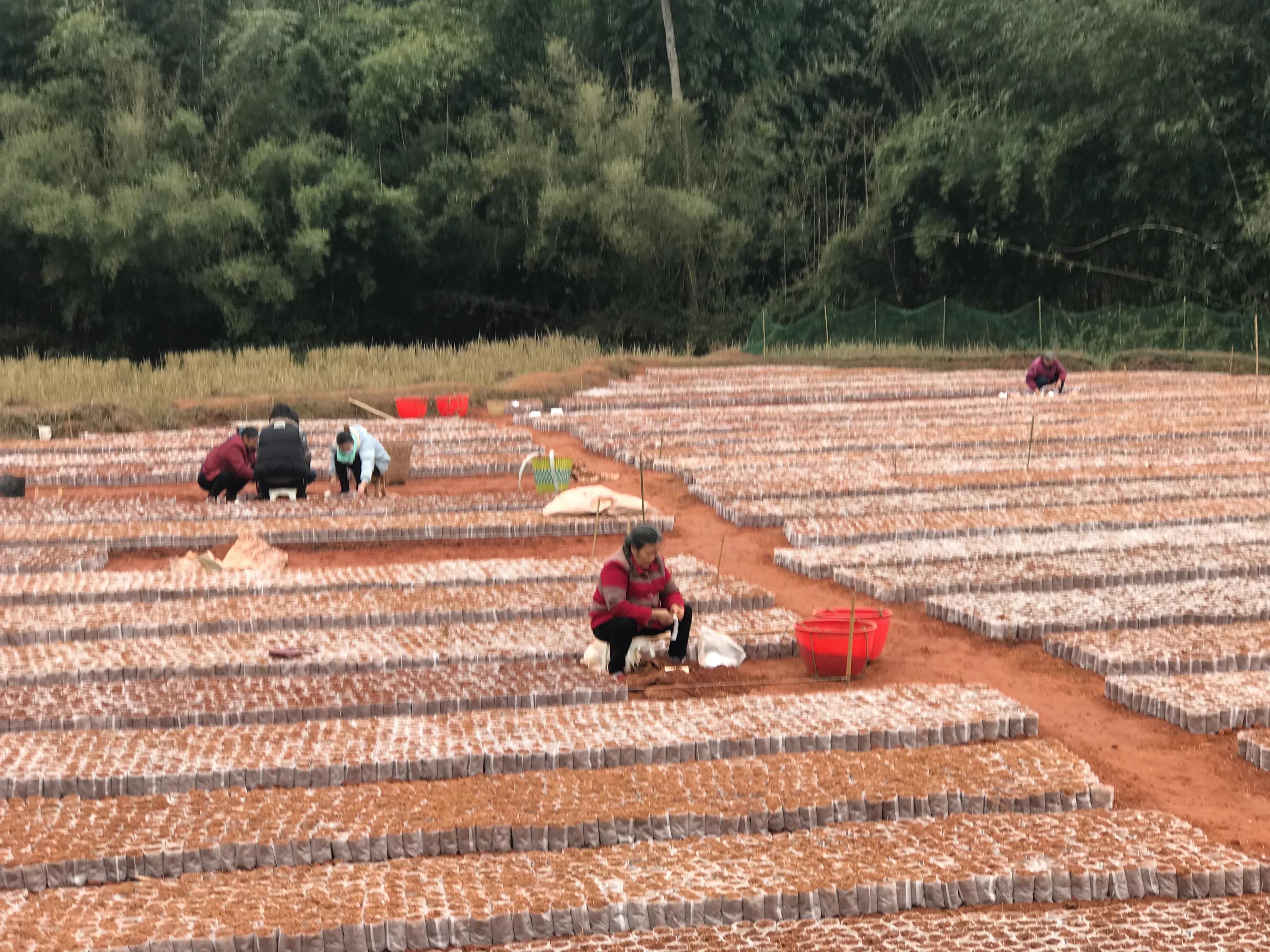 四川杰心集团与全国合作单位联合揭牌仪式在犍为县龙孔镇油茶基地举行