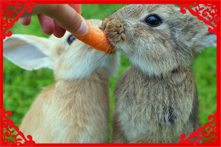 目前在农村，养殖什么风险小、回本快？这几种