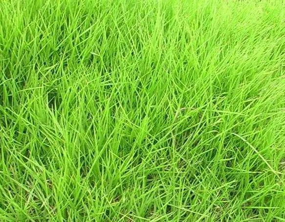 云南绿化草坪