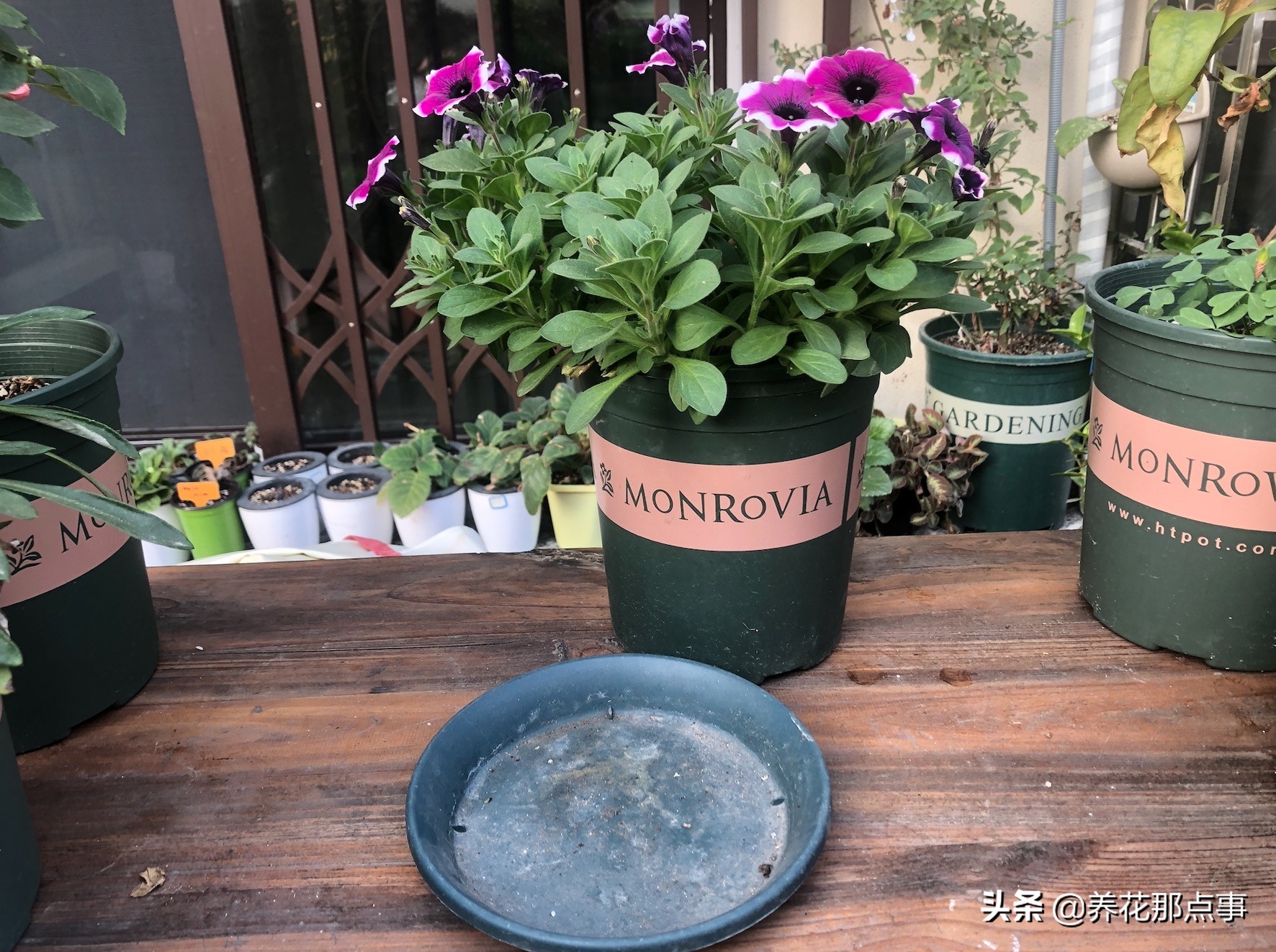 春節回家盆栽沒人澆水不用怕 教你如何做到一周不澆水 亞洲食譜圖書館