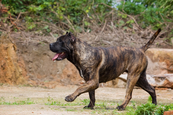 世界十大最危险猛犬(全球10大被禁养的猛犬，比特犬第一，藏獒第七，你知道几个？)