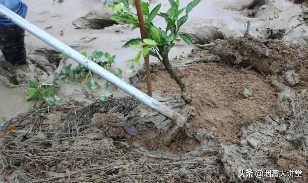 加强果树灾后管理:排涝、恢复树势刻不容缓