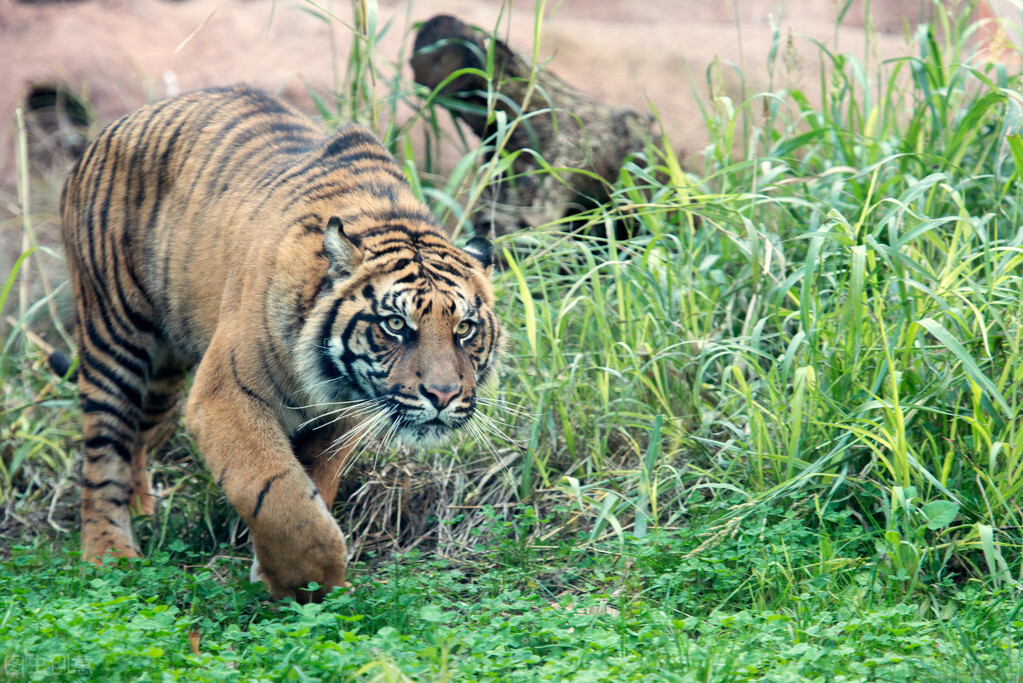 The tiger hunter was killed by the tiger!The tiger angrily killed a ...