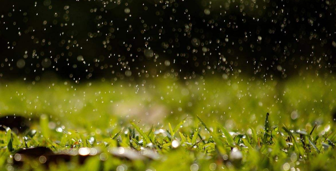描写雨的唯美诗句：雨过不知龙去处，一池草色万蛙鸣图片
