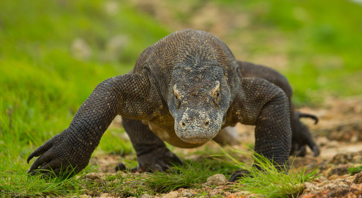 Wolverine vs. Komodo dragon, who is the most brutal animal to kill ...