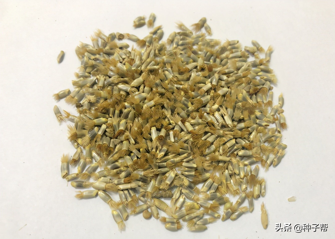 其实在种植矢车菊时很简单,我就随便撒上几粒种子不到一周就出芽了,出