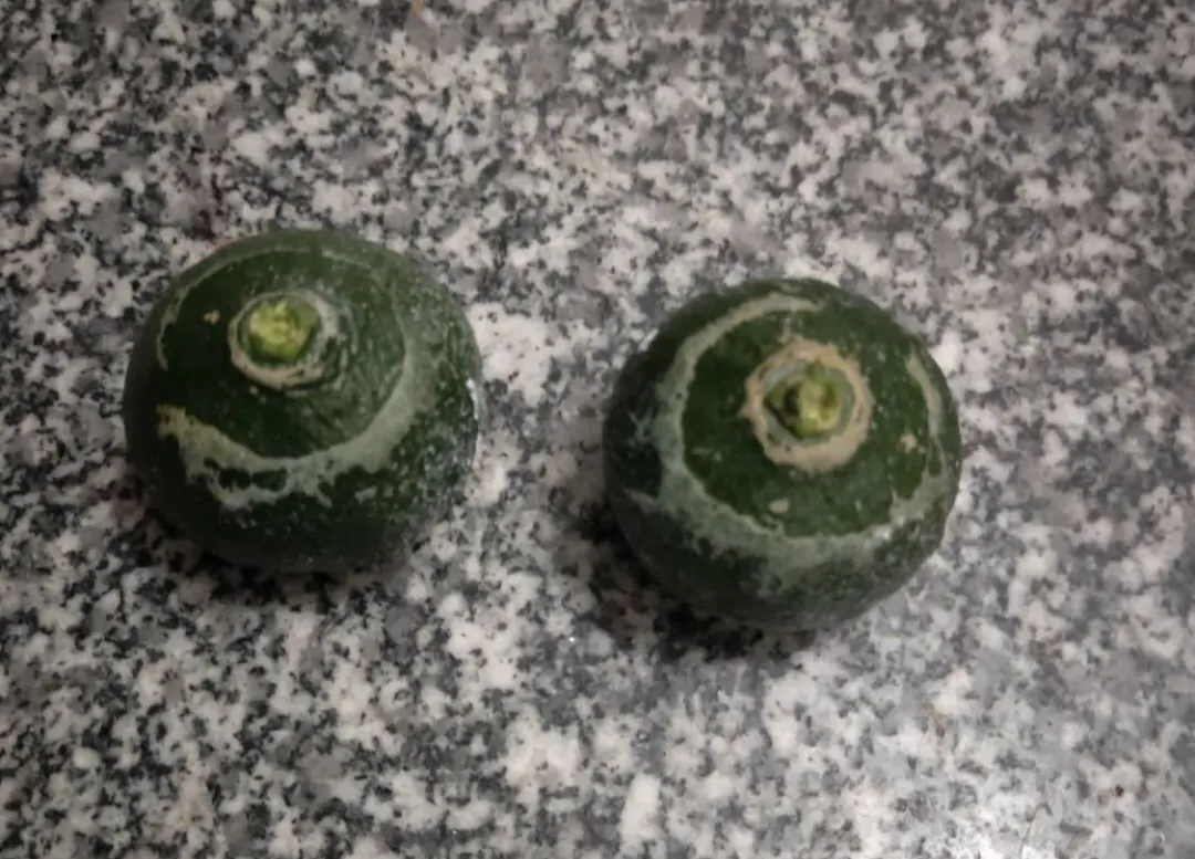 柑橘花前花后防好蓟马，花皮果少一半，你弄懂了吗？