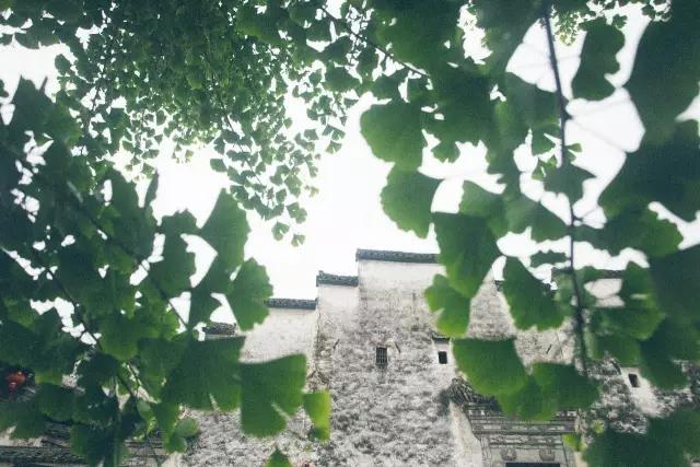 五九尽处又逢春，在西递，邂逅故乡里的烟雨