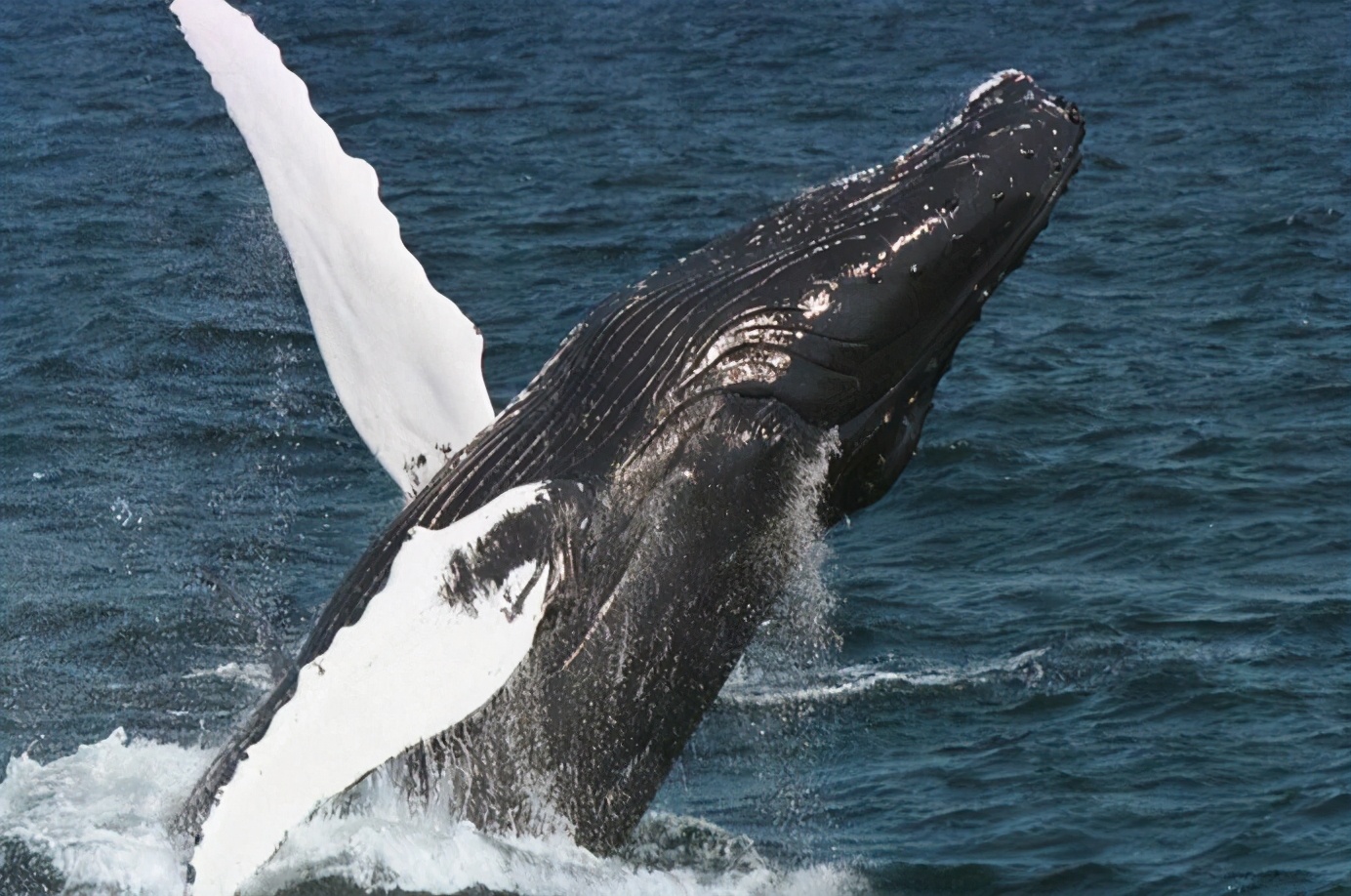 最大的鯨魚屍體被發現，體重77噸，如此龐大是什麽生物殺了它？