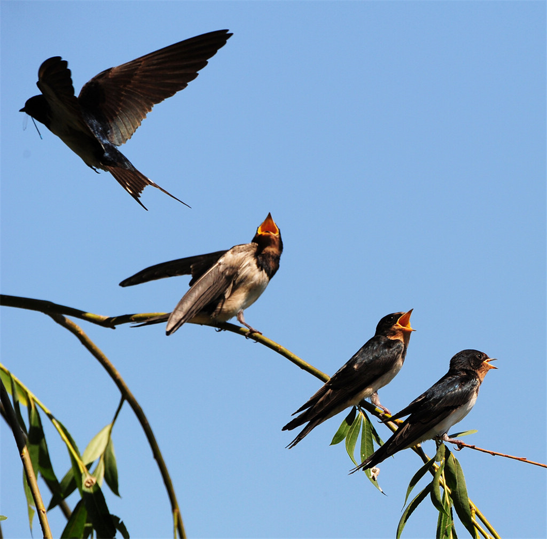Why do swallows like to build nests under human roofs?Is the meaning