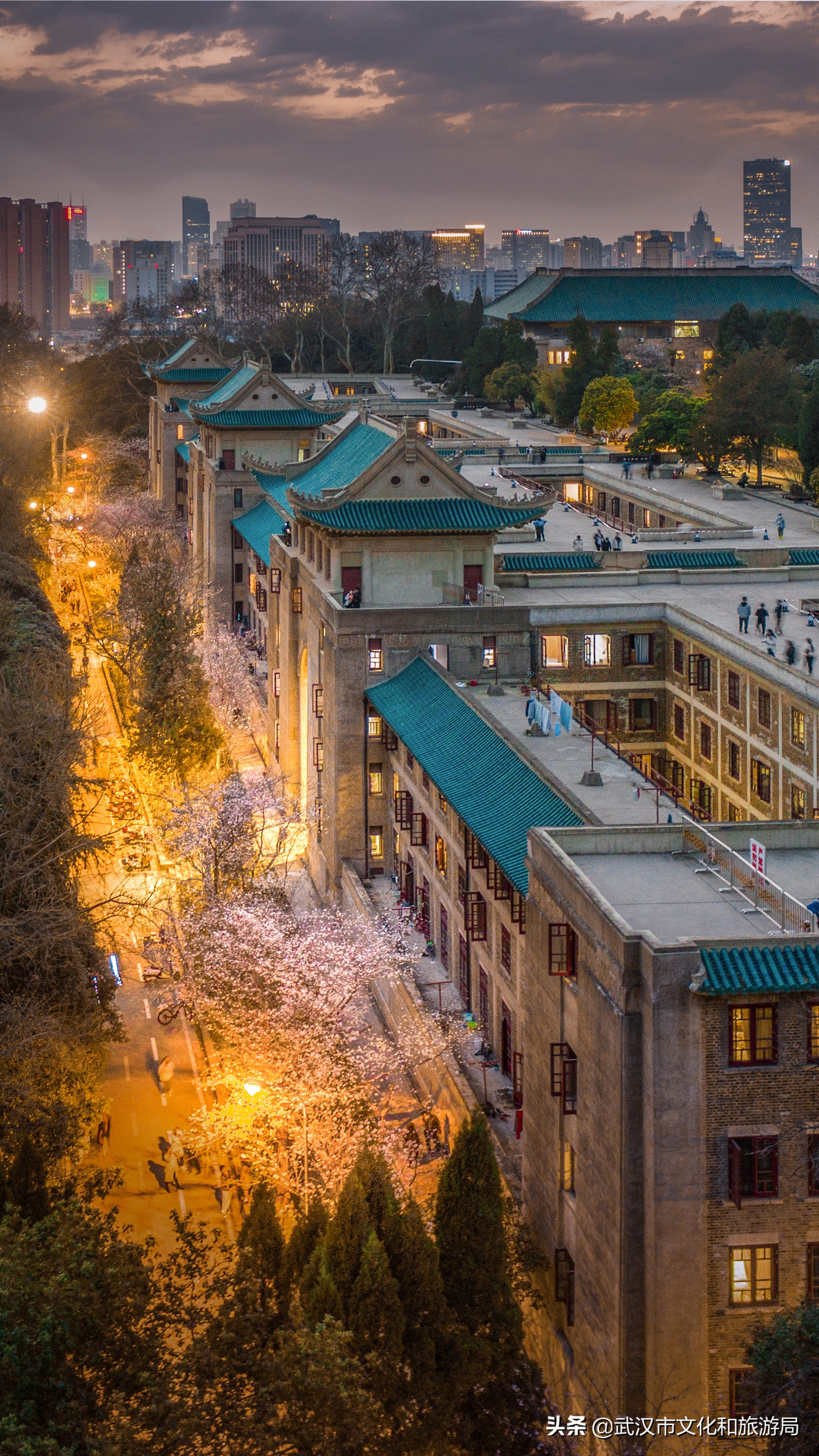 武汉樱花美出圈了