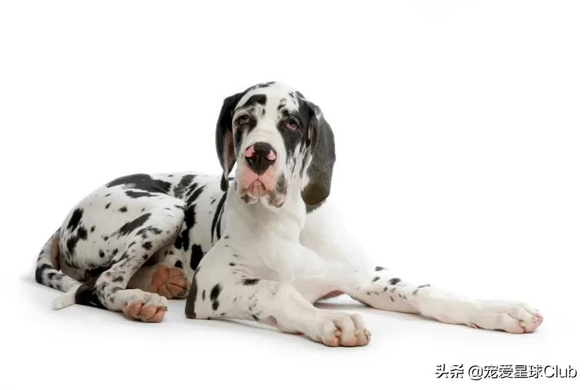 大丹犬 一辆车都装不下的狗 宠爱星球club Mdeditor