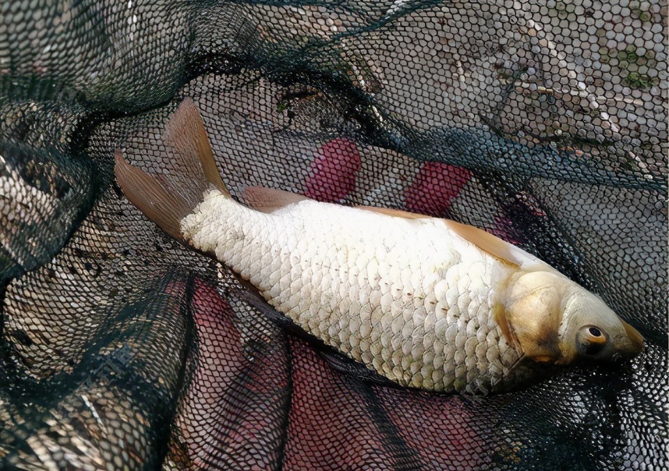 我国培育的杂交鱼,不能繁殖后代,1年长两三斤,却常冒充土鲫鱼