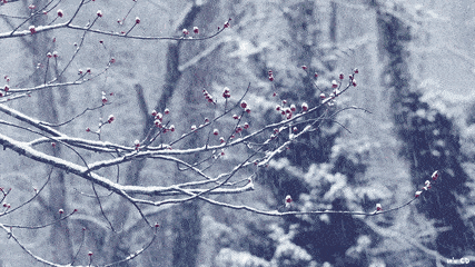 十首听雪诗词，感受古人诗意的冬天-第18张图片-诗句网