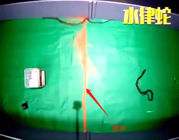 为什么说有鹅的地方蛇跑光，鹅粪真能杀蛇？鹅：是我背后有人