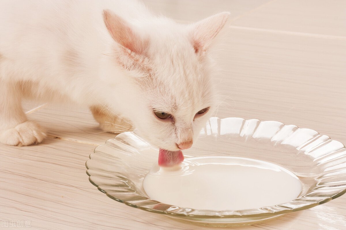 Can cats eat probiotics without shit iNEWS