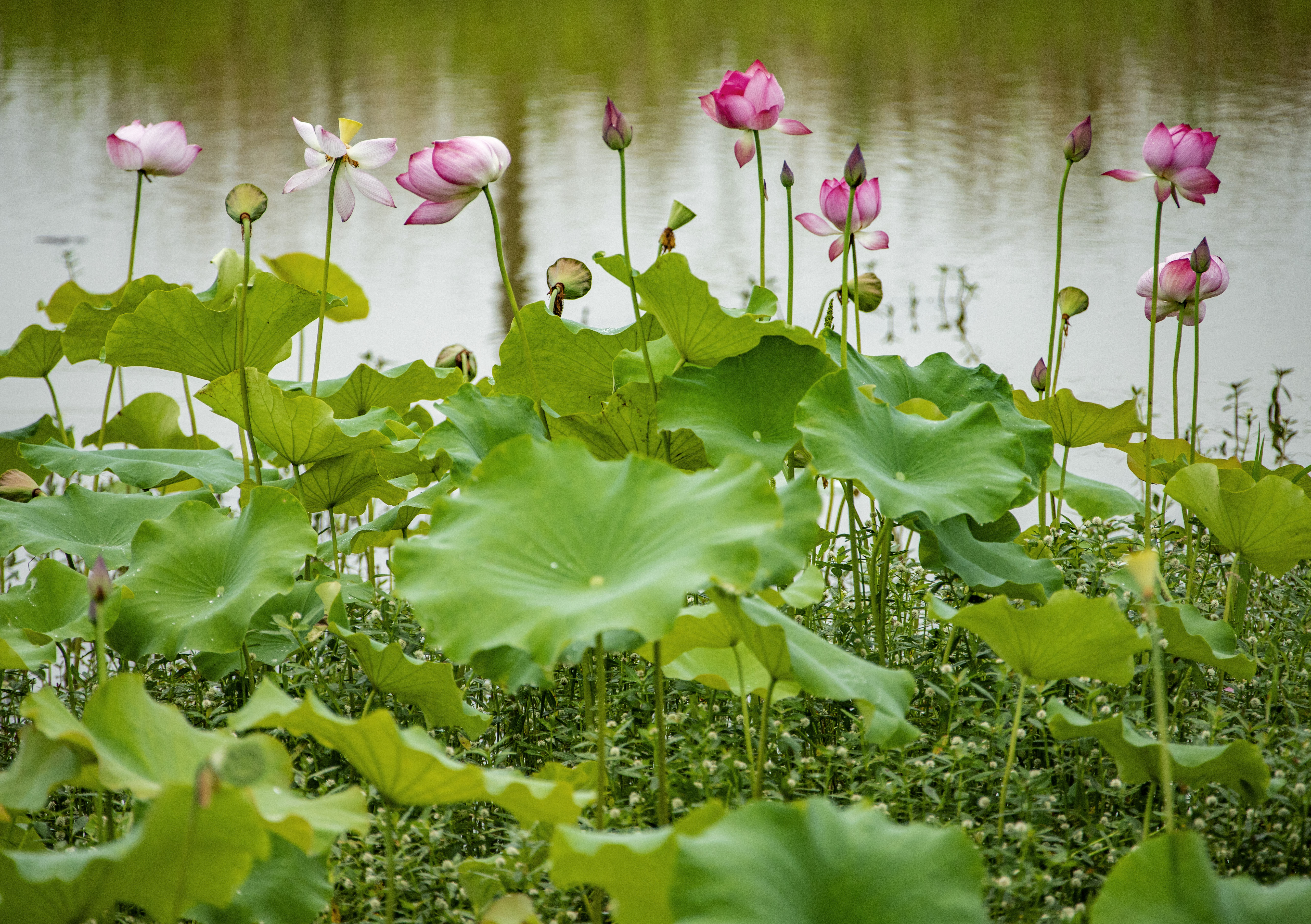 ũ���ں�����������˰��ϲ�ԭ��ũ��������η�