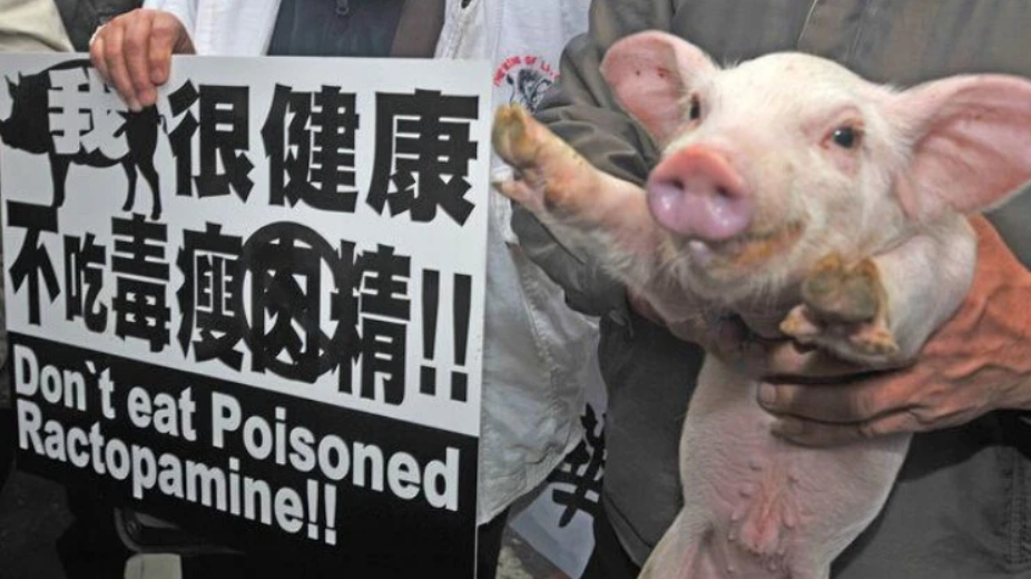 台灣地區要走向國際，就必須吃萊豬？ 島內政客這番論調未免過於淒涼