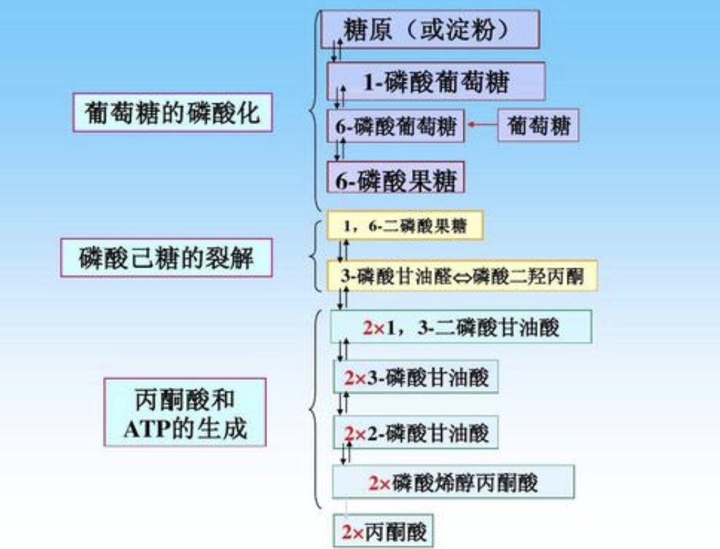 葡萄糖激酶(gk)等;在糖异生途径中的关键酶有磷酸烯醇式丙酮酸羧激酶