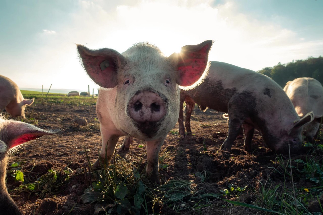 养猪到底有多赚钱？
