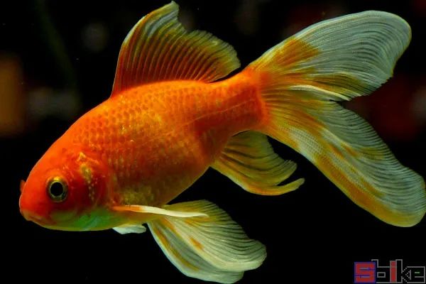 Sbike动植物百科：十大最著名的金鱼品系，最悠久的观赏鱼