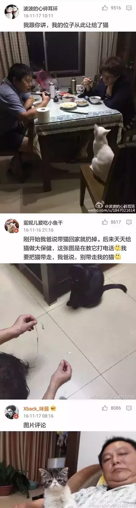 为什么很多父母反对孩子养猫？怎样说服他们？